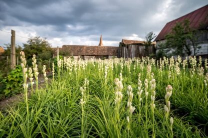 imagine - Excursie 2 zile Sărbătoarea Tuberozelor de la Hoghilag –  Sibiu – Biertan