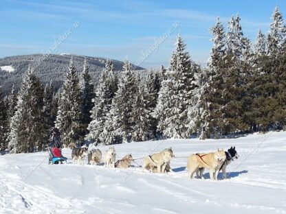 imagine - ,, LAPONIA DE ROMANIA ,,EXCURSIE 1 ZI CU SANIA TRASA DE HUSKY PRIN MUNTII HARGHITEI