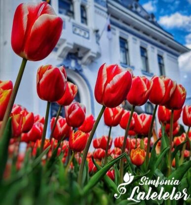 imagine - Drumul florilor: Excursie de o zi la Simfonia Lalelelor: Un spectacol de primăvară